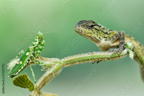 lizard and grasshoper on a branch