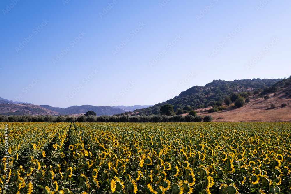 Landscape view of a sunflower field