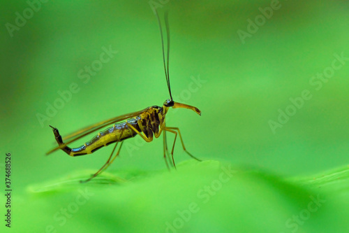 scorpion fly is on the leaves © adi