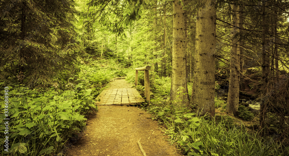 Obraz premium Wanderweg im Bayerischen Wald