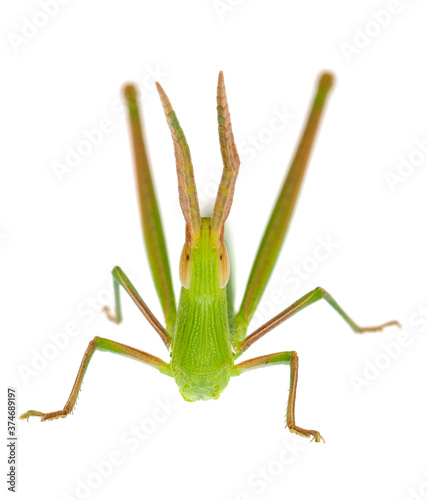 Green cone-headed grasshopper isolated on white background, Acrida ungarica