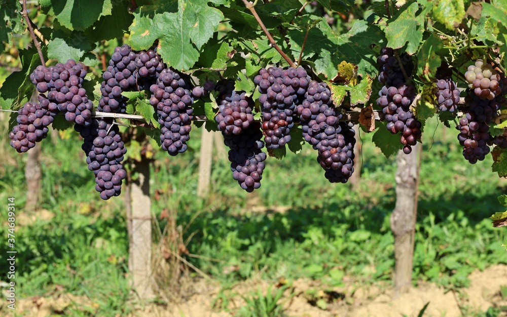 Pinot gris grapes, blue brownish variety, hanging on vine few days before the harvest