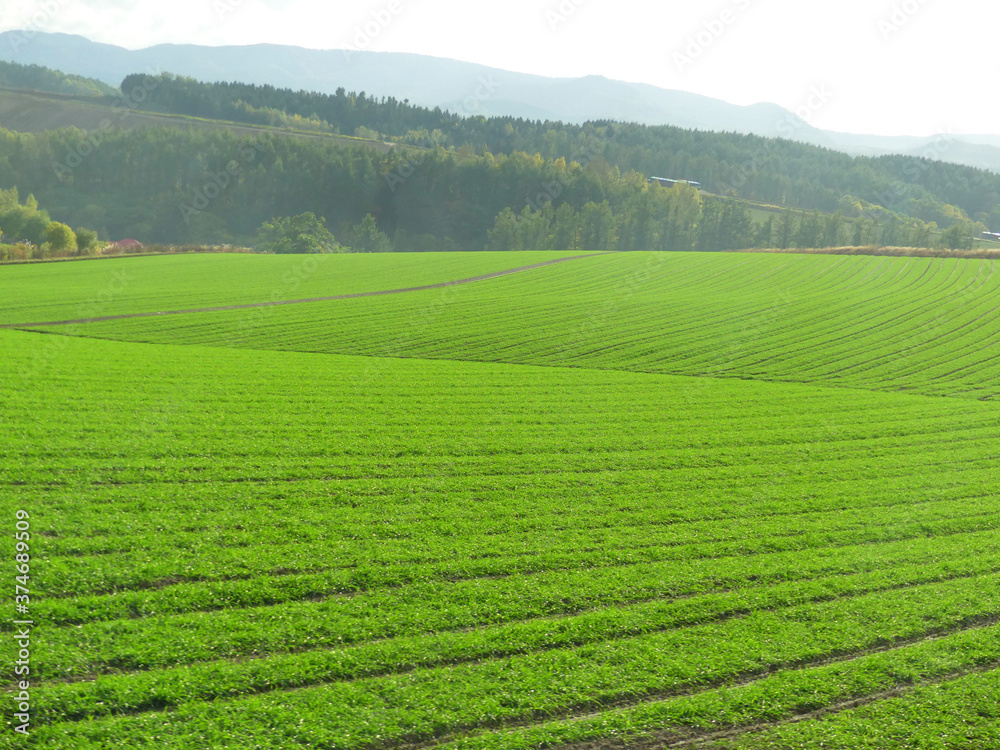 Green wheat field with mountain background in Furano Hokkaido Japan