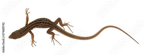The Italian wall lizard isolated on white background, Podarcis siculus