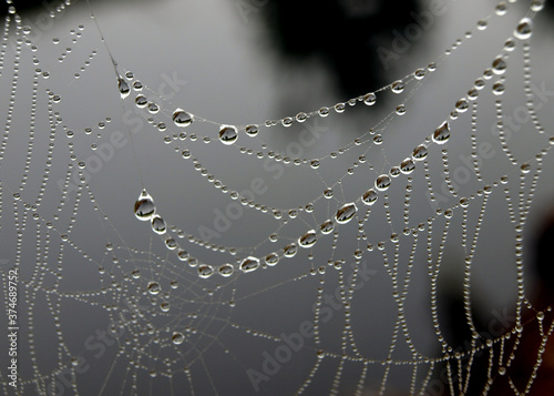 spider web in the morning dew