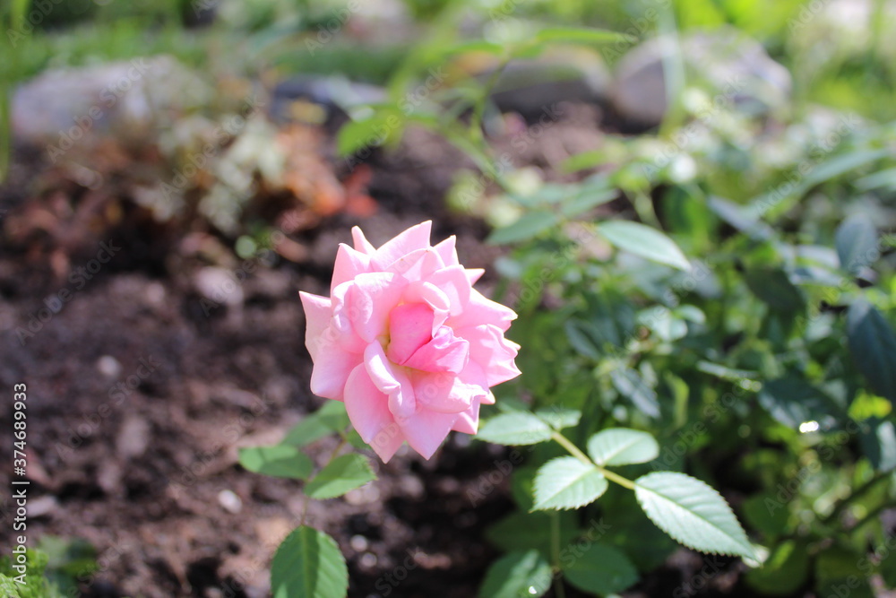 single rose Bush rose