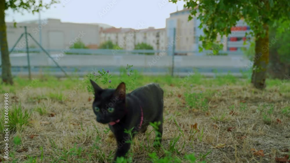 black cat walking climbs tree,black cat climbs tree, black cat walking climbs tree, black cat walking climbs tree,black cat climbs tree, black cat walking climbs tree,