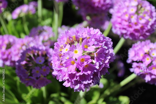 purple perennials in the Park by the river