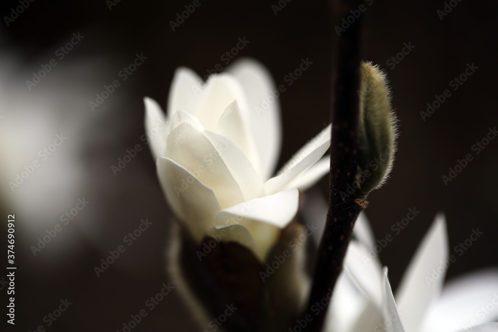 Obraz premium Magnolia