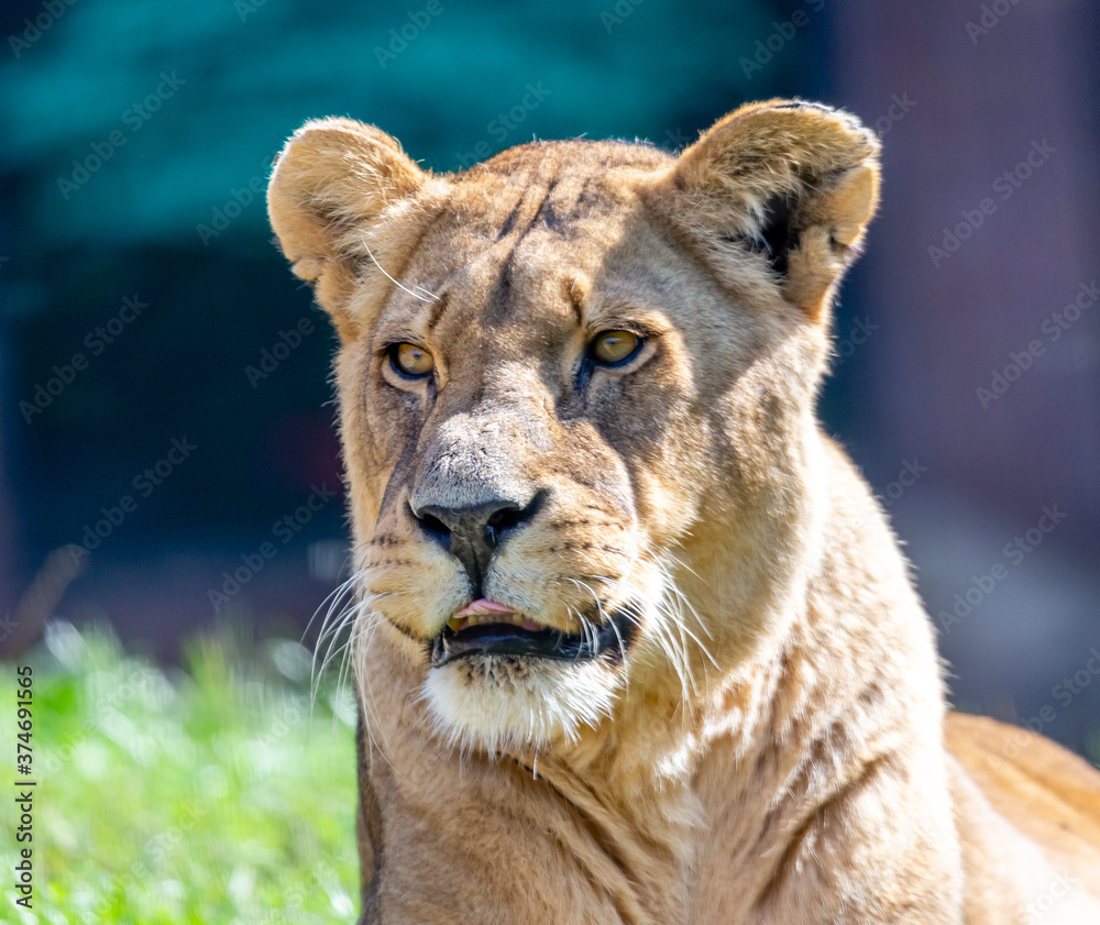 Fototapeta premium portrait of a lioness