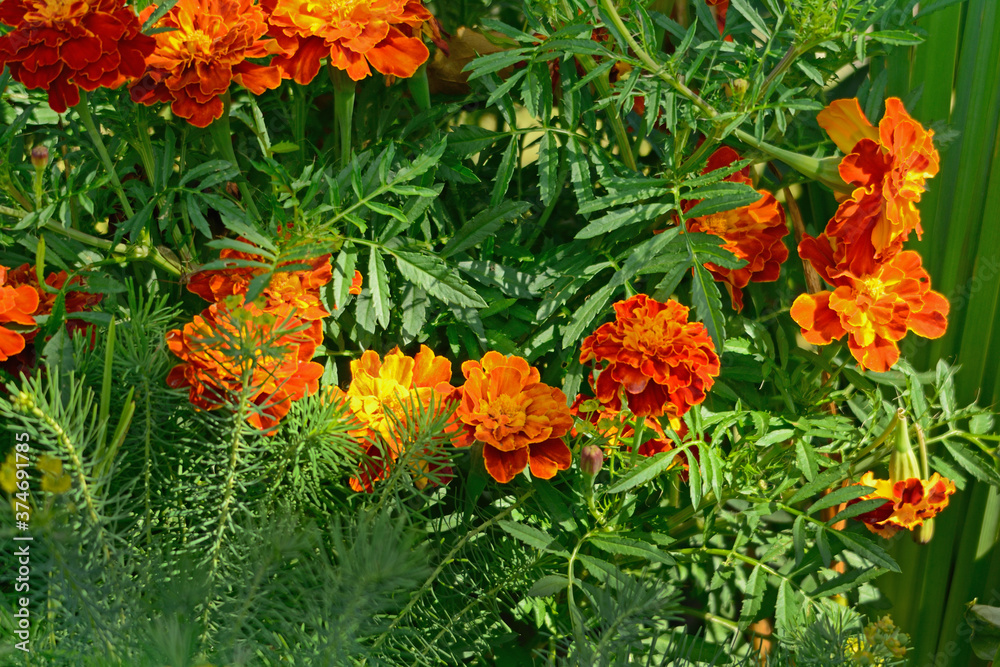 Orange flowers marigolds on a background of green leaves Orange flowers marigolds on a background of green leaves