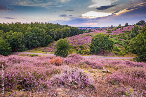 Landscape with purple blooming heather in Nature park Veluwe, Posbank, Oosterbeek, Gelderland in the Netherlands