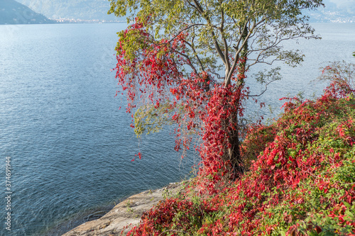 Foliage with red leaves near the Lake Maggiore in Maccagno