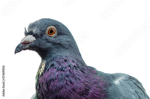 homing pigeon. Closeup of the head of a racing pigeon. beauty rock dove isolated on white
