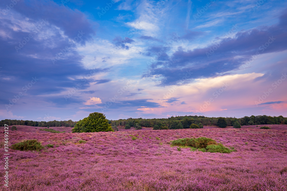 Fototapeta premium Landscape with purple blooming heather in Nature park Veluwe, Posbank, Oosterbeek, Gelderland in the Netherlands