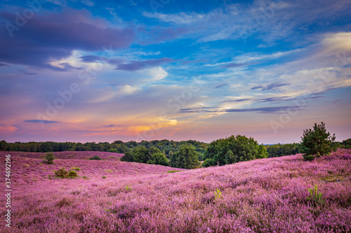 Obraz na płótnie Landscape with purple blooming heather in Nature park Veluwe, Posbank, Oosterbee