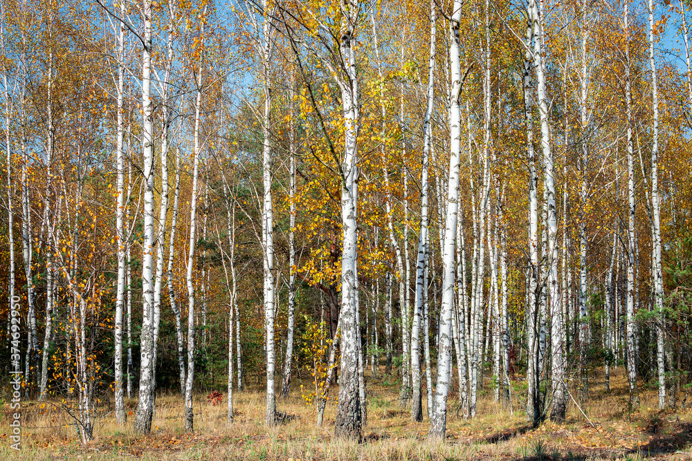 Fototapeta premium Autumn birch tree forest. Beautiful scene with birches in yellow autumn birch forest in october.