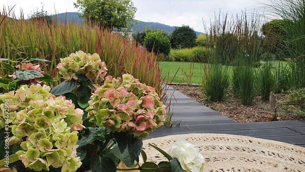 Fototapeta premium Hortensja w ogrodzie pełnym traw. Zakątek w tajemniczym ogrodzie