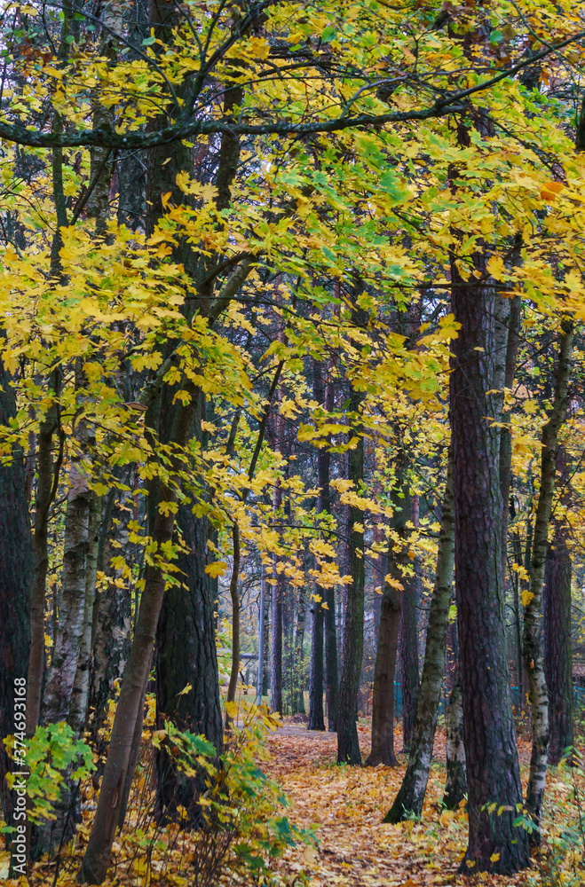 Fototapeta premium A path through a forest strewn with yellow leaves in late autumn.