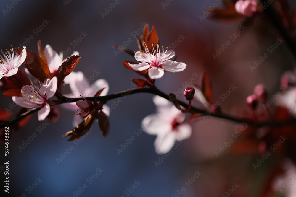 Prunus