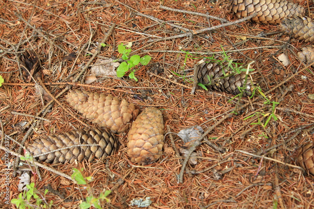 Obraz premium Dry pine cones and needles. Macro. Russia.