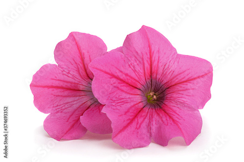 Pink petunia flower head
