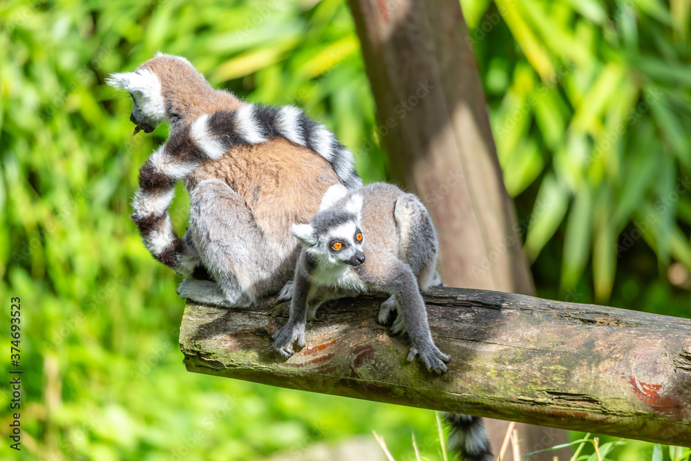 Obraz premium ring tailed lemur