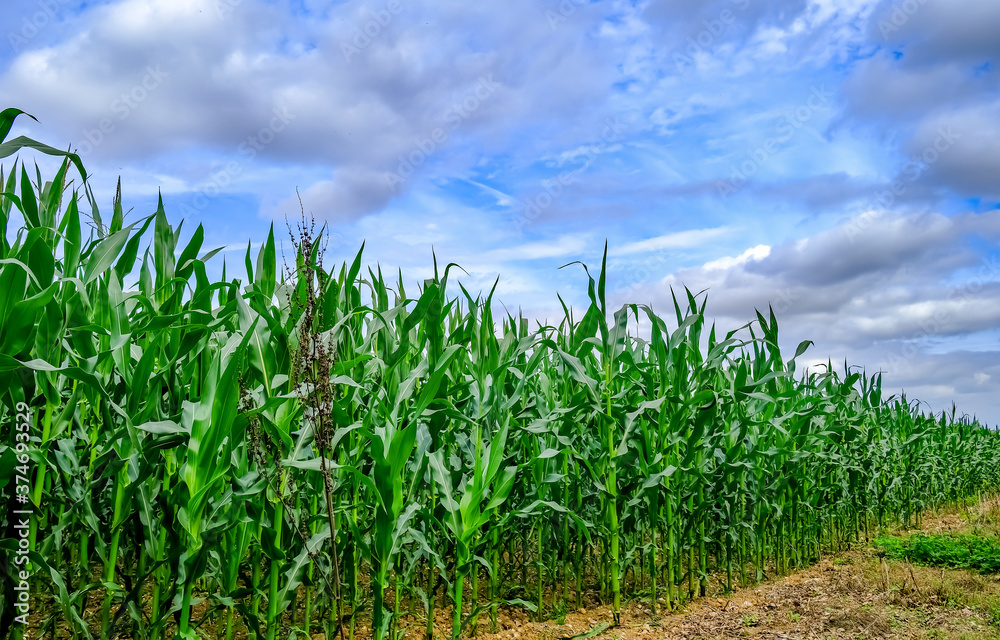 Arable field of corn growing in rural Norfolk Arable field of corn growing in rural Norfolk