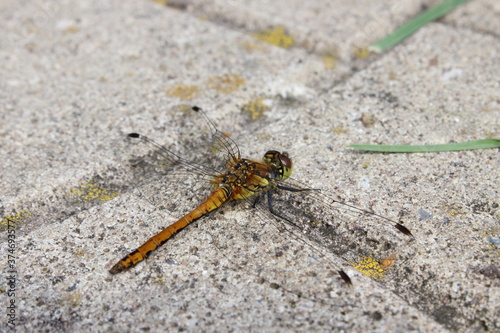 Small beautiful dragonfly. Macro. Russia.