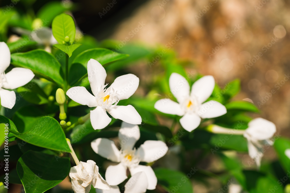 Closeup nature white flower with copy space in public park using as fresh ecology background concept Closeup nature white flower with copy space in public park using as fresh ecology background concept