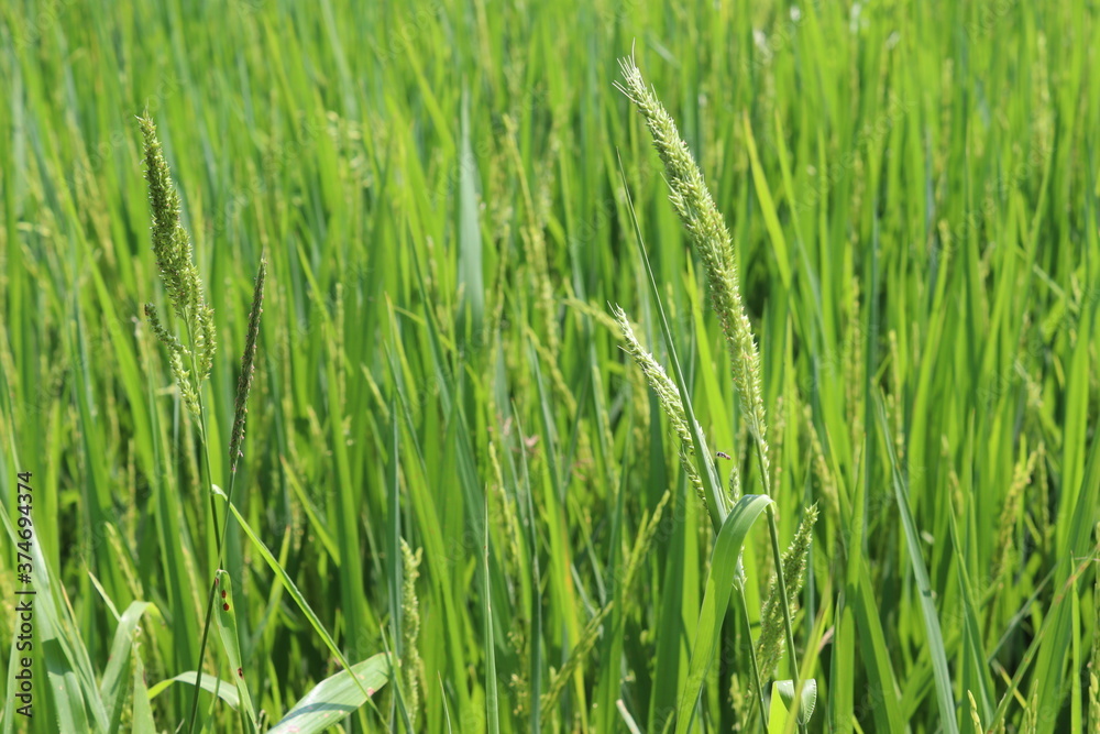 Green rice tree and seed in rice field background closeup. Green rice tree and seed in rice field background closeup.