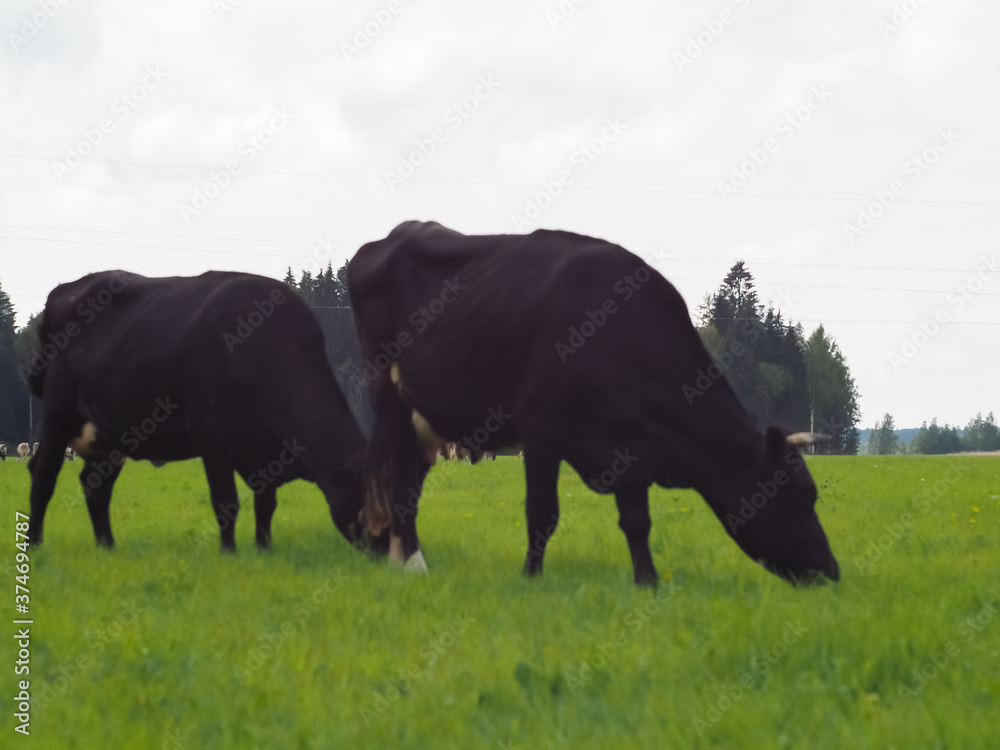 cows in the field on the pasture. farm. beef. dairy farm animal husbandry cows in the field on the pasture. farm. beef. dairy farm animal husbandry