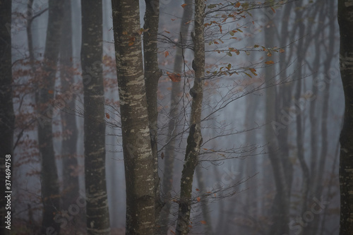 autumn fog in the forest