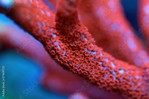 Beautiful montipora sps coral in coral reef aquarium tank. Macro shot. photo