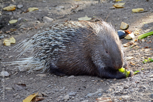 Stacheschwein frißt Gemüse im Zoo photo