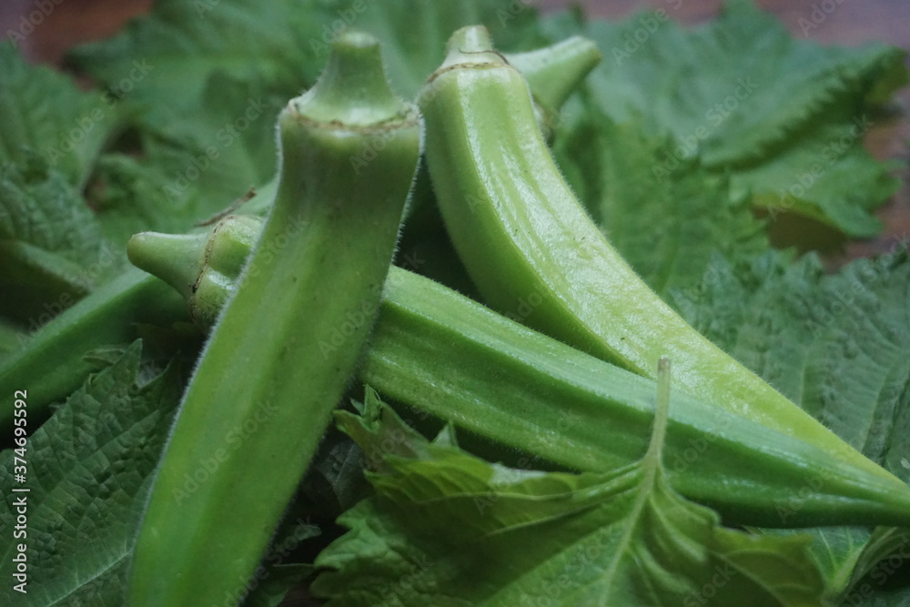オクラ 野菜 オクラ 野菜