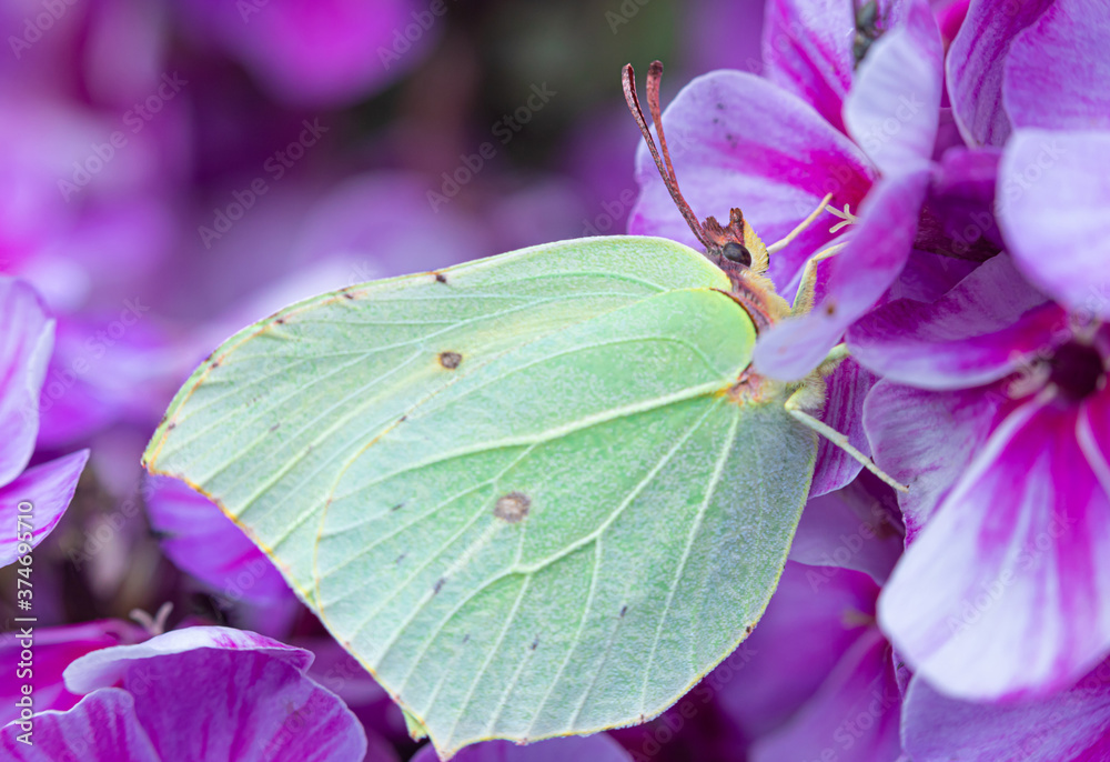 The macro shot of the beautiful green butterfly on the purple or lilac flower in the warm sunny summer or spring weather The macro shot of the beautiful green butterfly on the purple or lilac flower in the warm sunny summer or spring weather