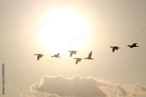 Flying birds Silhouette across the sun