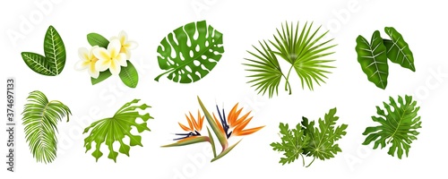 Tropic leaves. Jungle greenery  monstera and banana palm leaf  decorative tropical collection of exotic plants. Vector isolated set image for design spa and beauty poster on white background