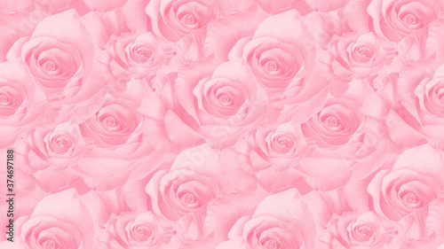 Flowers roses trendy pale pink color