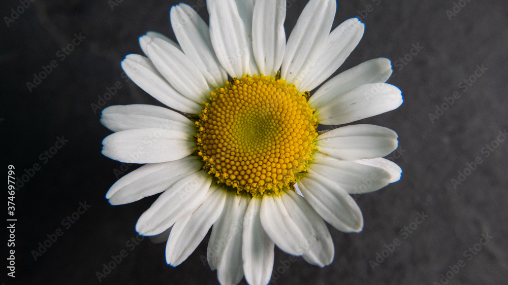 Daisy whole ox-eye Daisy whole ox-eye