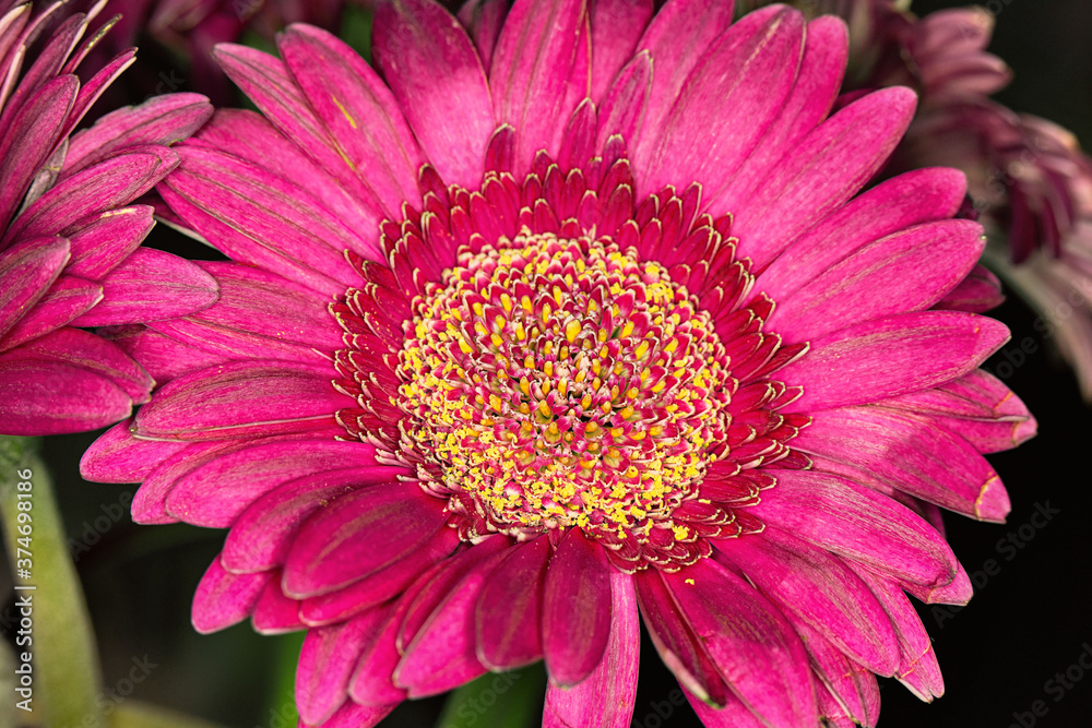 Obraz premium Flower