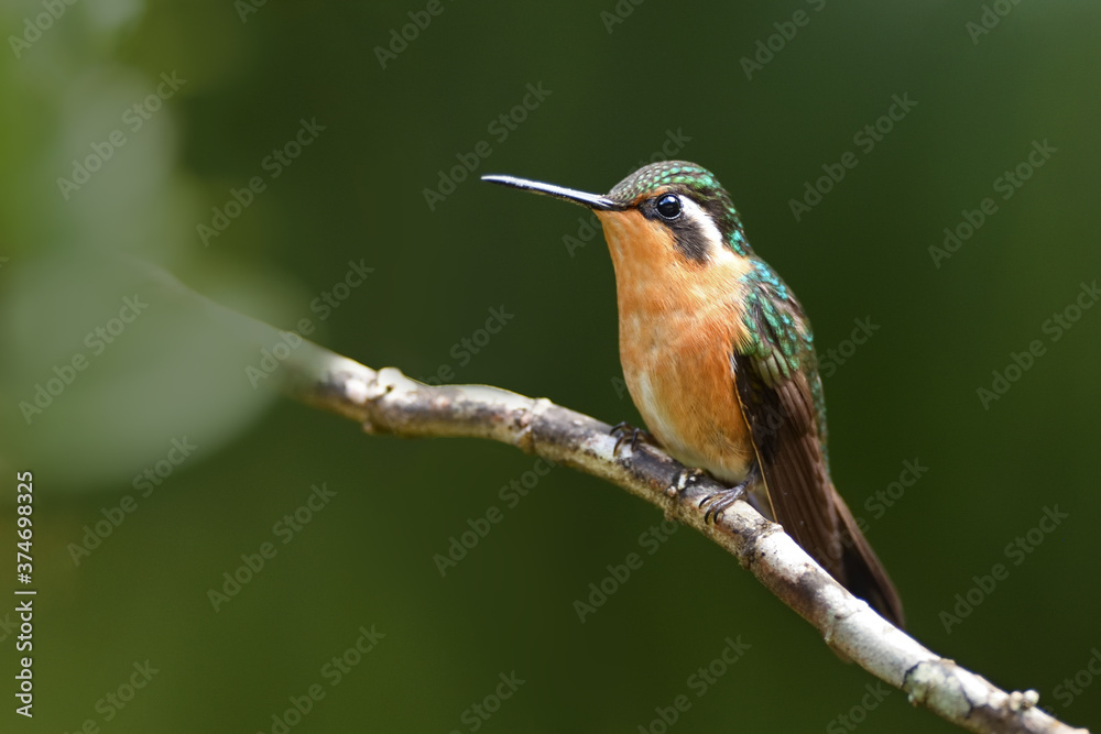 Purple-throated Mountain-gem is perching on branch