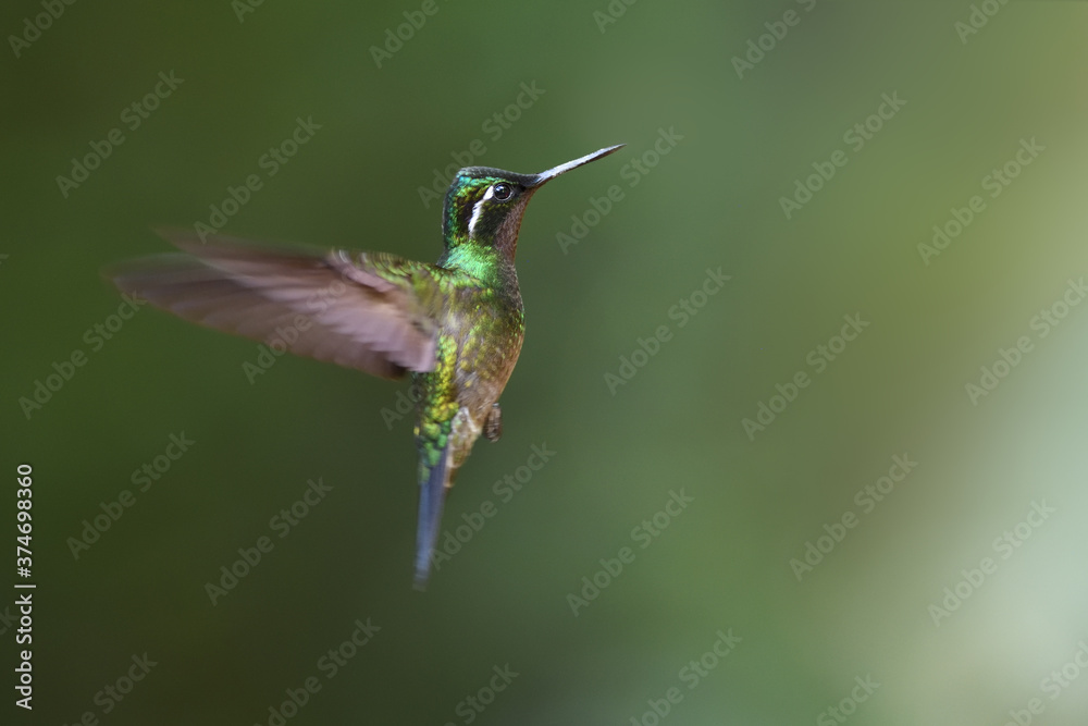 Fototapeta premium Purple-throated Mountain-gem is flying