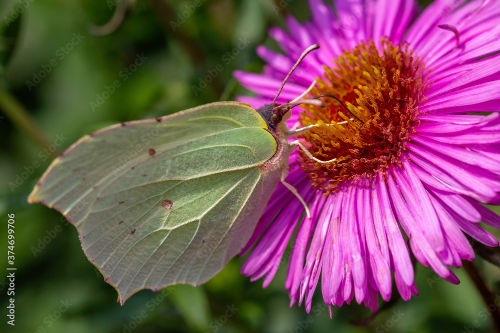 Gonepteryx rhamni butterfly on a juicy pink color flower Gonepteryx rhamni butterfly on a juicy pink color flower