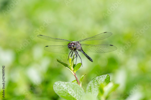 Black, deep blue dragonfly, libellula quadrimaculata, resting on a young blossom against a blurry orange background