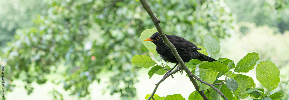Fototapeta premium Male Blackbird perched in green tree Panoramic Facebook header format