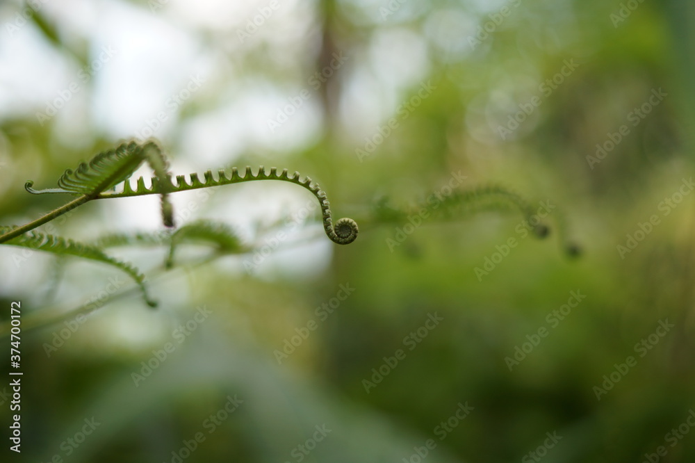 Fototapeta premium Fern