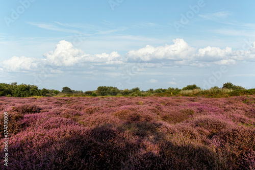 Purple heater flowers field under a pur blue cloud with low clear clouds
