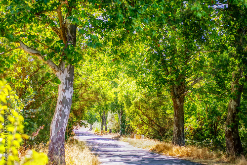 old road at south of Portugal  alentejo region